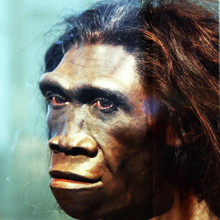 A model of the face of a female Homo erectus, on display in the Smithsonian Museum of National History (image- Tim Evanson/Wikimedia Commons)